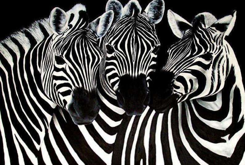 Drei Zebras - Diamond Painting Tiermotiv