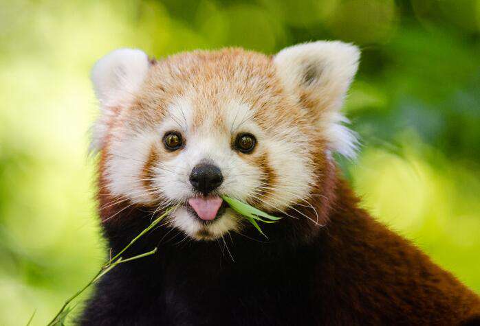 Roter Panda Diamond Painting Tiermotiv