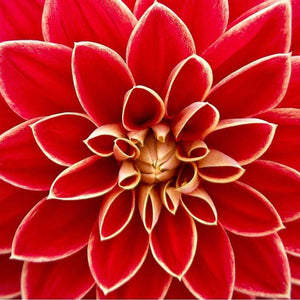 Rote Dahlie Blumen Diamond Painting Motiv