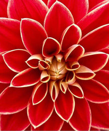 Rote Dahlie Nahaufnahme - Diamond Painting Blumenmotiv