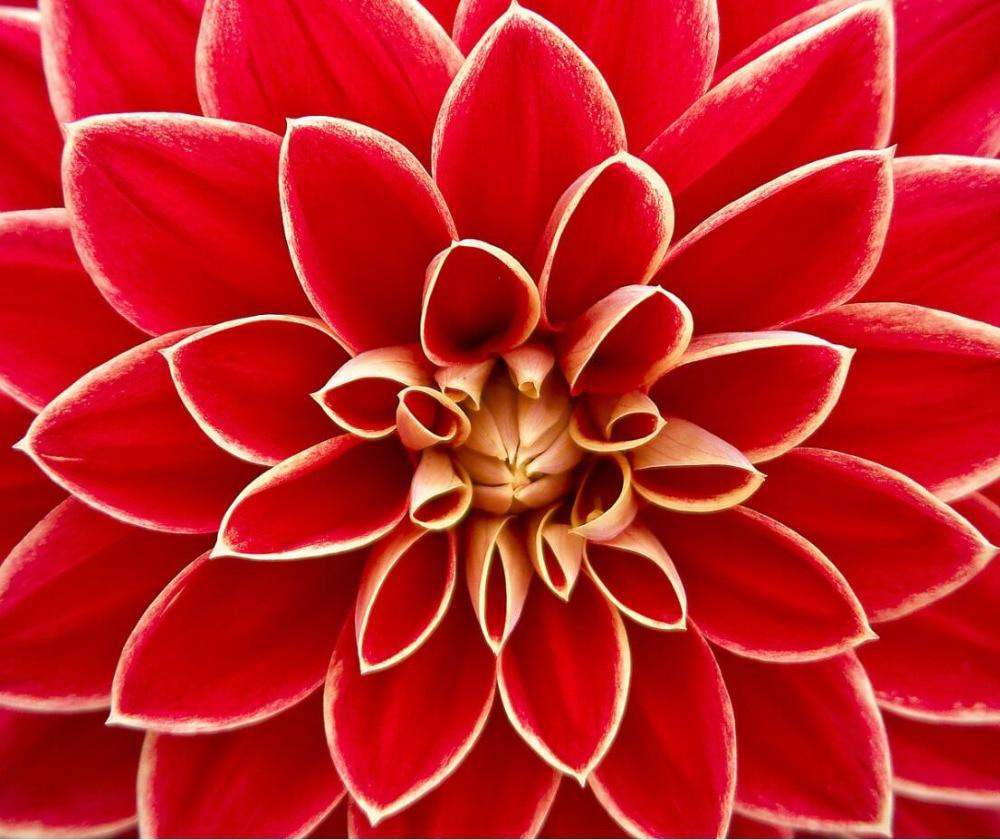 Rote Dahlie Nahaufnahme - Diamond Painting Blumenmotiv