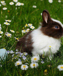Hase mit Ostereiern Diamond Painting