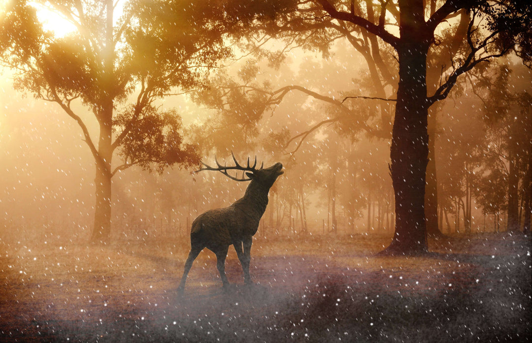 Rotwild im Wald Diamond Painting mit Hirsch im Licht
